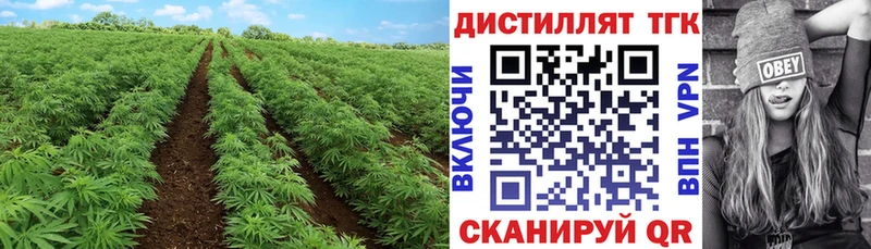 Дистиллят ТГК THC oil  Алзамай 